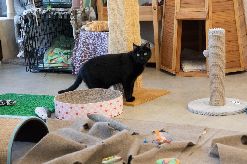 Enlarge Nelson, a Adoptable mixed breed in Napa, CA image 3/4