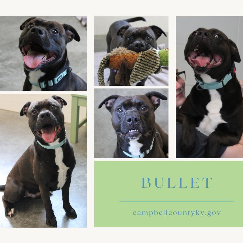 Enlarge Bullet, a Adoptable Mixed Breed in Melbourne, KY image 4/5