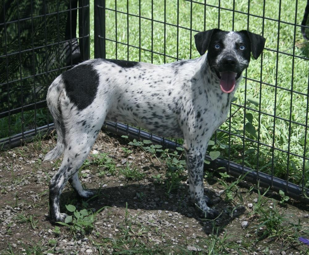 Ellie, a Adoptable mixed breed in Scott, LA image 1/4