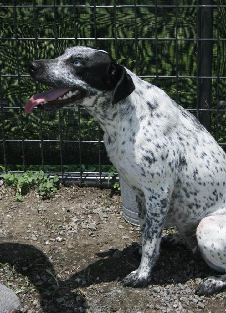 Ellie, a Adoptable mixed breed in Scott, LA image 2/4