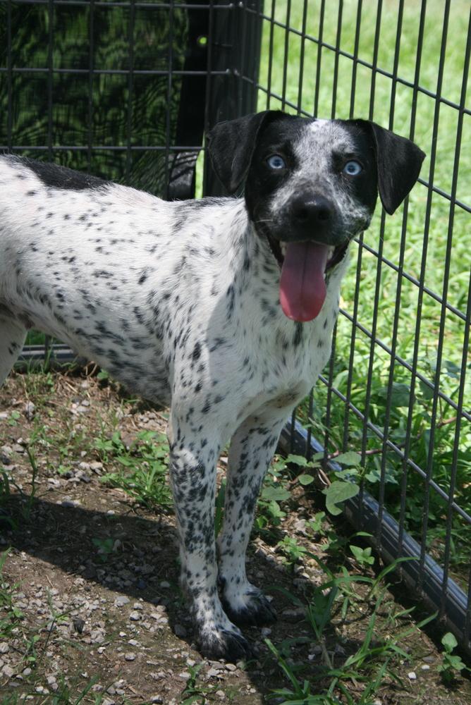 Ellie, a Adoptable mixed breed in Scott, LA image 3/4