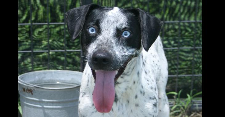 Ellie, a Adoptable mixed breed in Scott, LA image 4/4