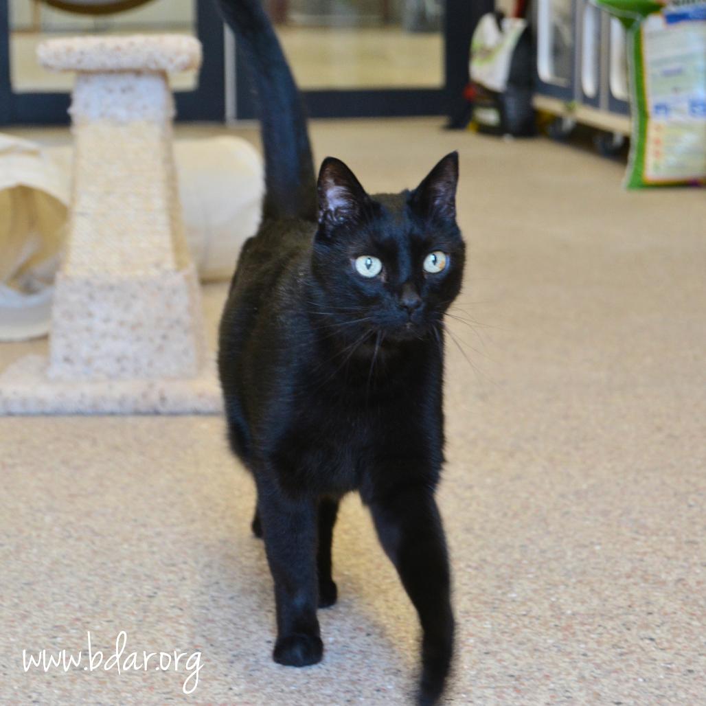Leo, a Adoptable Domestic Short Hair in Cheyenne, WY image 1/2
