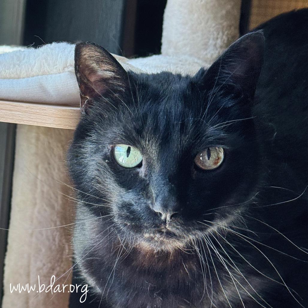 Leo, a Adoptable Domestic Short Hair in Cheyenne, WY image 2/2