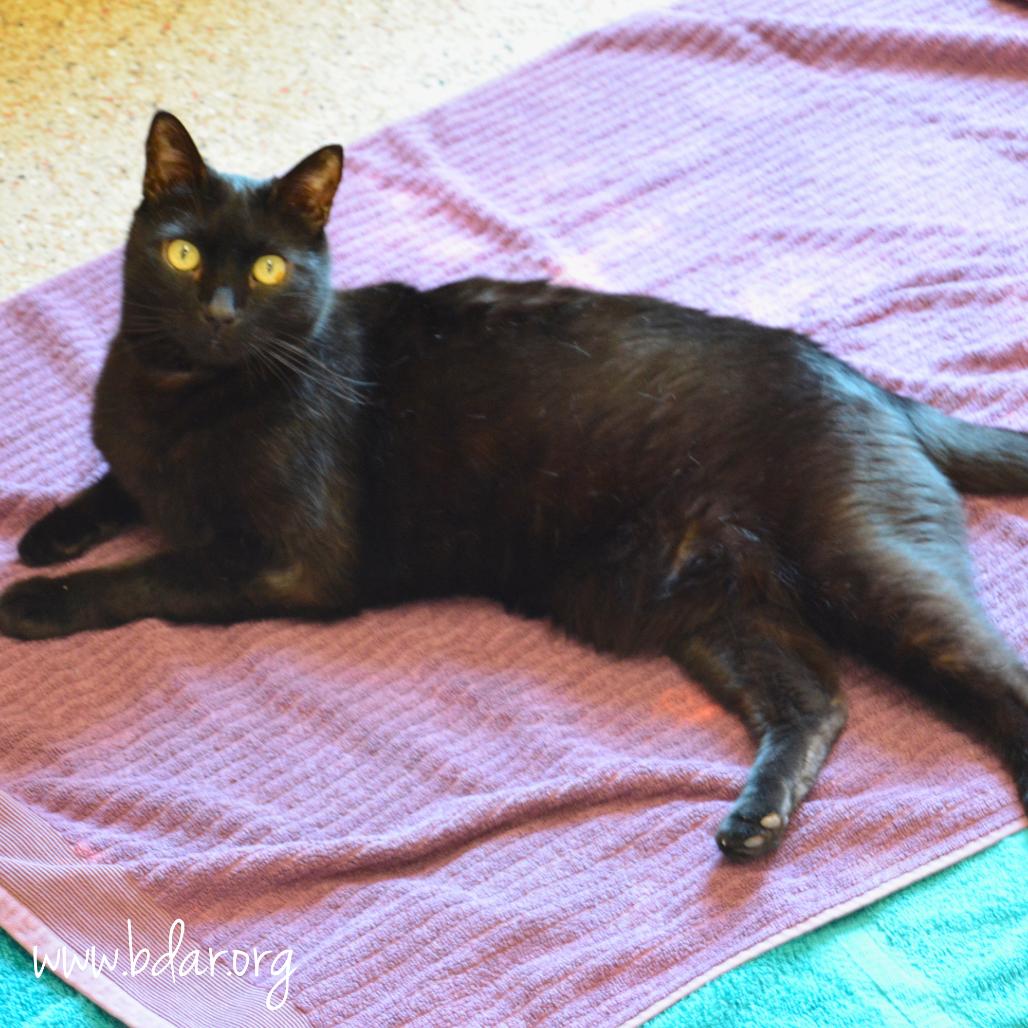 Leo, a Adoptable Domestic Short Hair in Cheyenne, WY image 3/3