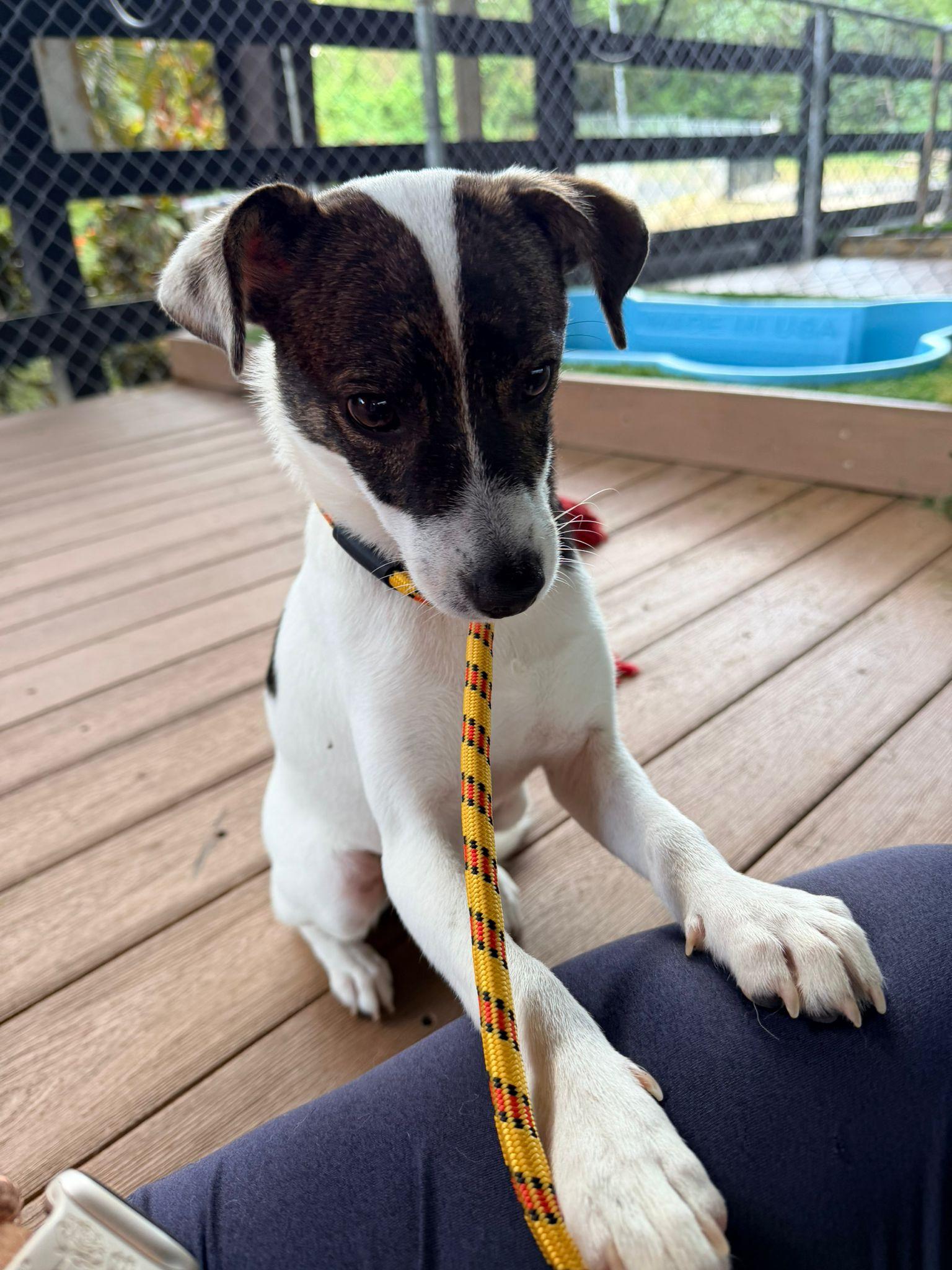 Rex, an adopted mixed breed in Brooklyn, NY image 3/4