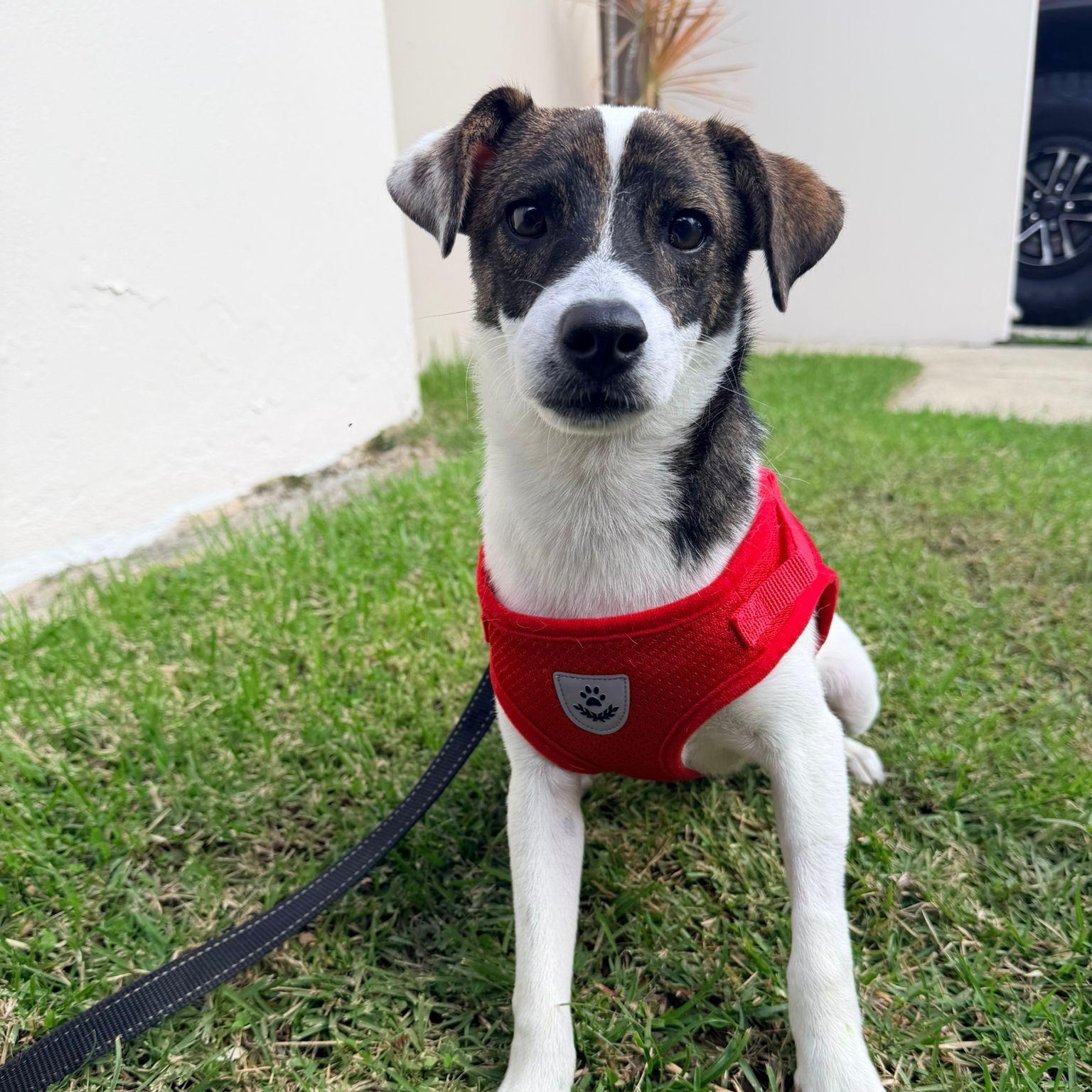 Rex, adopted, Puppy Male Mixed Breed.