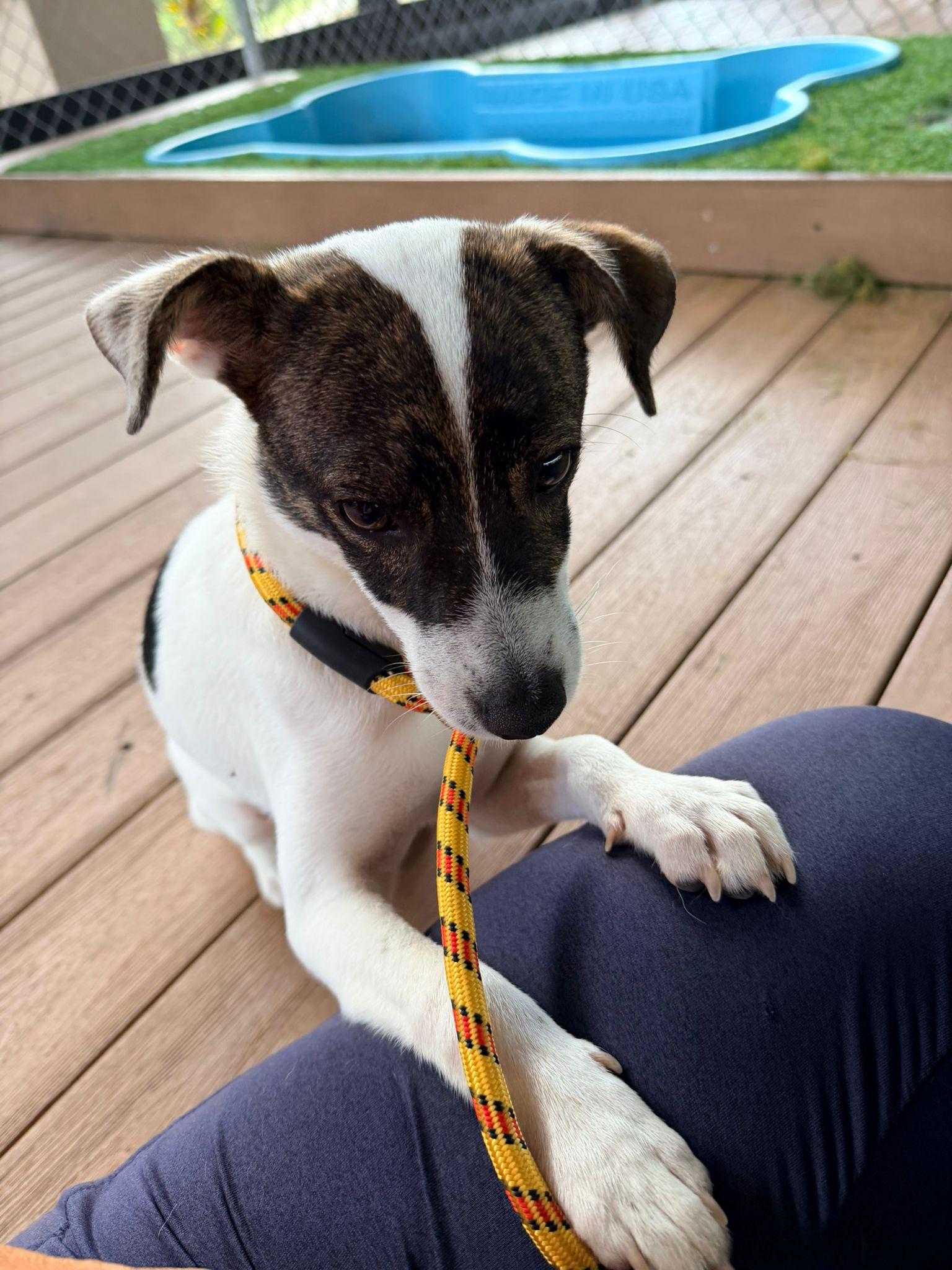 Rex, an adopted mixed breed in Brooklyn, NY image 2/4