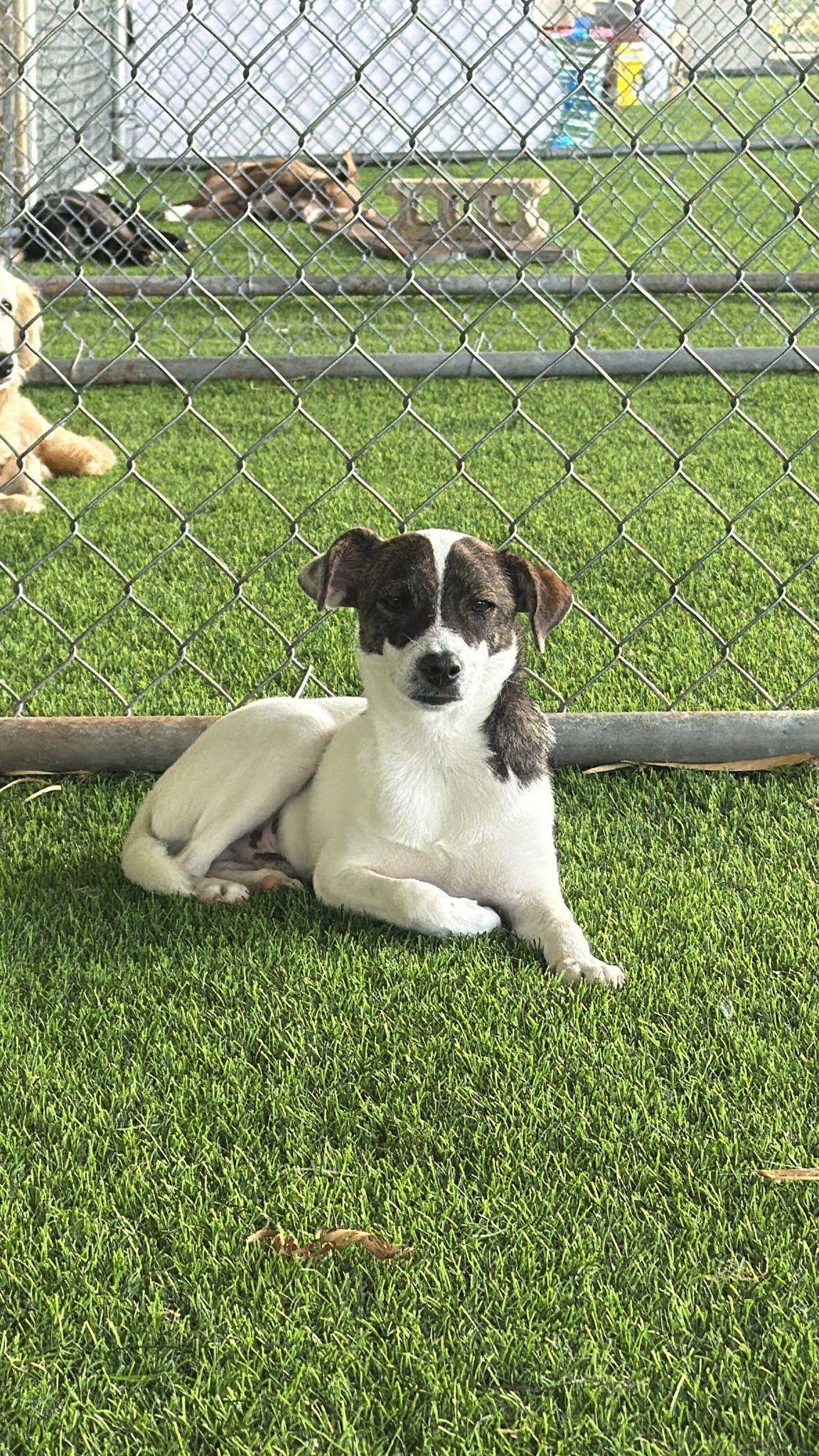 Rex, an adopted mixed breed in Brooklyn, NY image 4/4