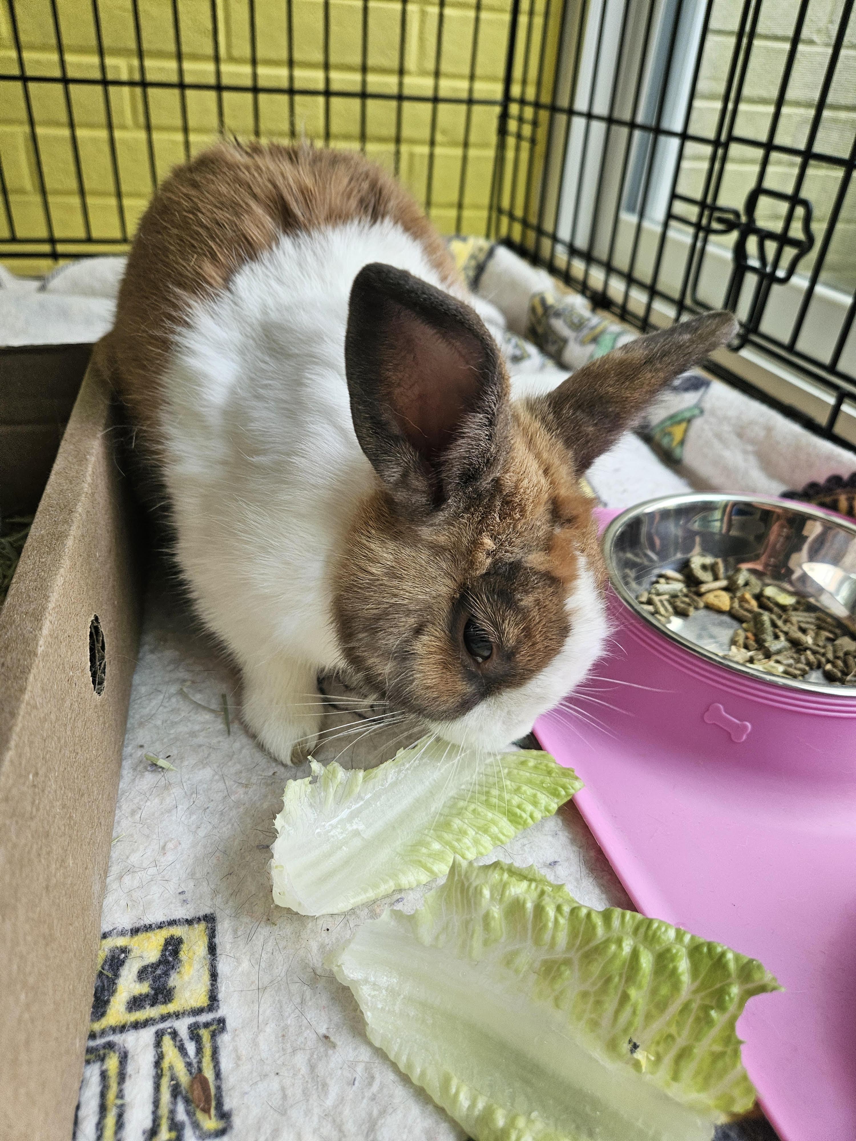 Enlarge Stumpy, a ADOPTABLE American in Ashland, VA image 1/1