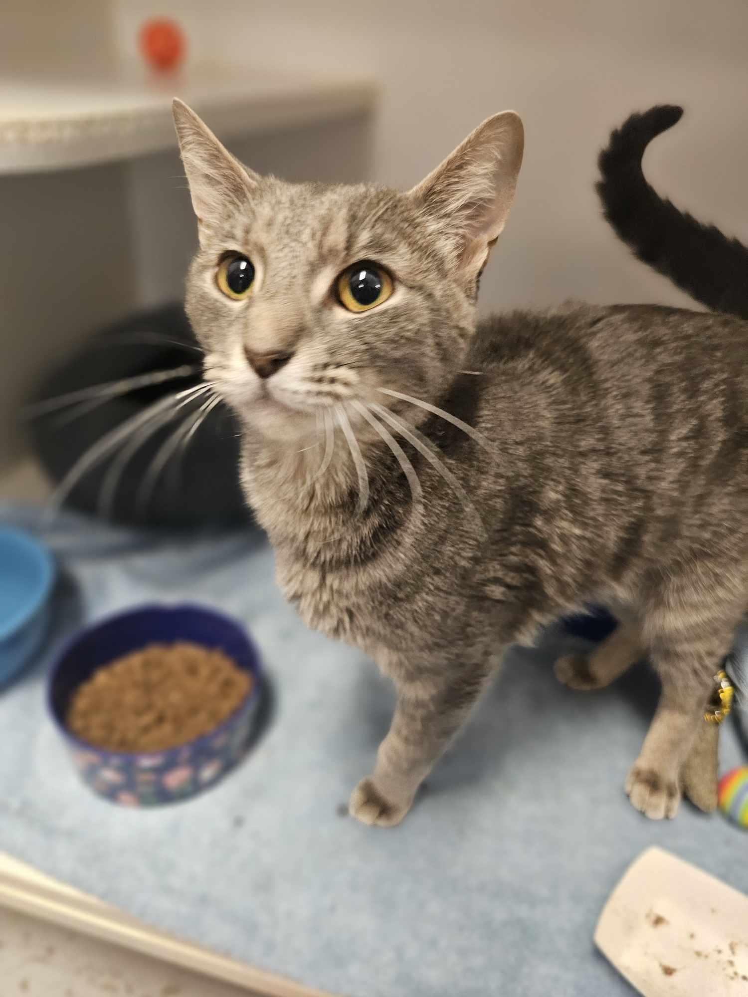 Freyja, an adoptable Domestic Short Hair in Grants Pass, OR, 97526 | Photo Image 2