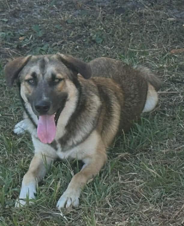 Max, Adoptable, Puppy Male Anatolian Shepherd.