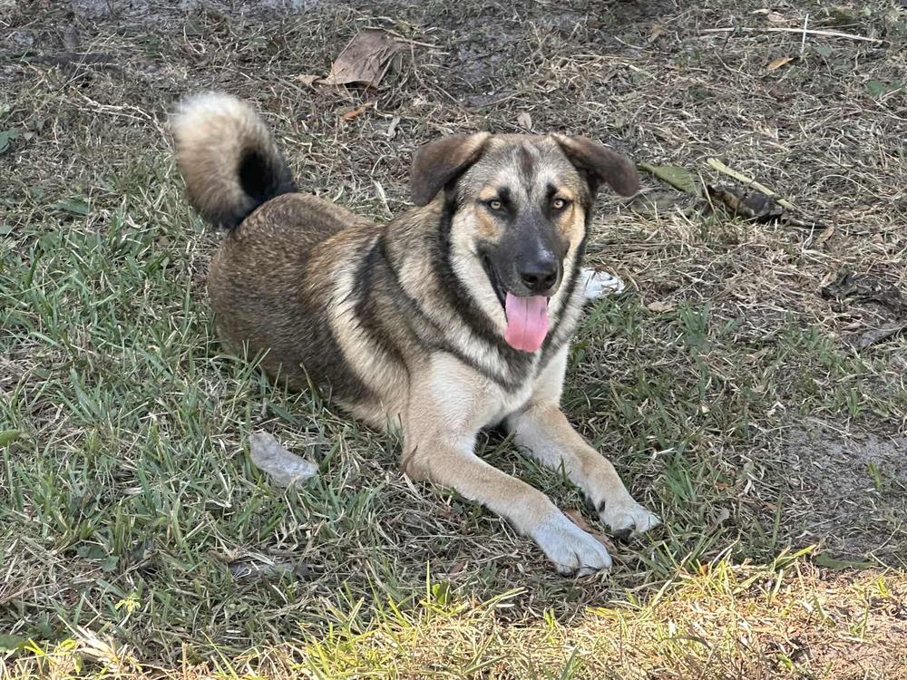 Enlarge Max, a Adoptable mixed breed in Tampa, FL image 2/2