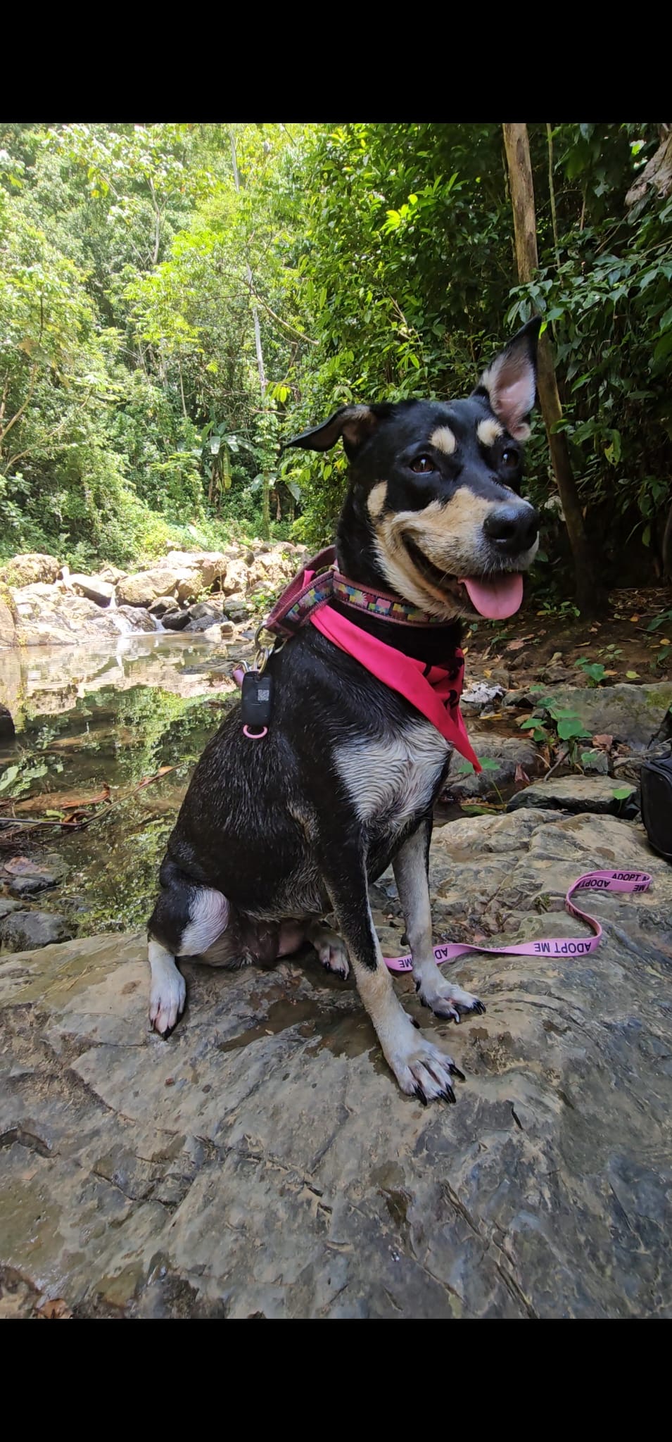 Enlarge SKY GIRL, a Adoptable mixed breed in Rincon, PR image 4/5