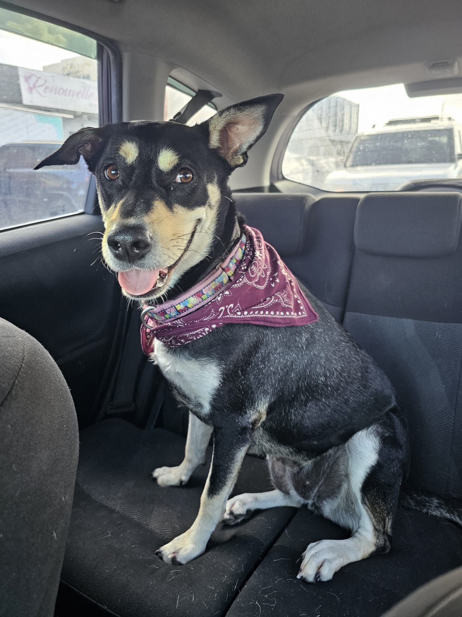Enlarge SKY GIRL, a Adoptable mixed breed in Rincon, PR image 3/5