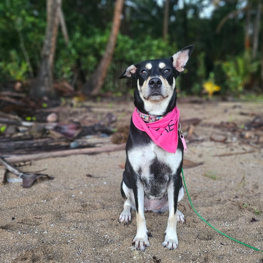 SKY GIRL, a Adoptable mixed breed in Annapolis, MD image 1/5