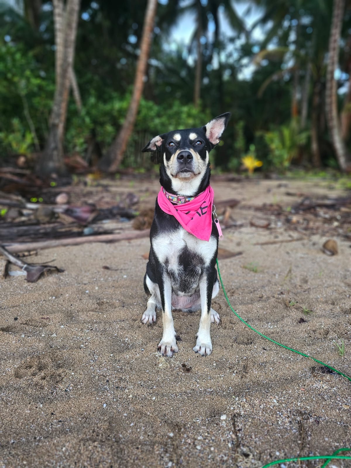 Enlarge SKY GIRL, a Adoptable mixed breed in Rincon, PR image 2/5