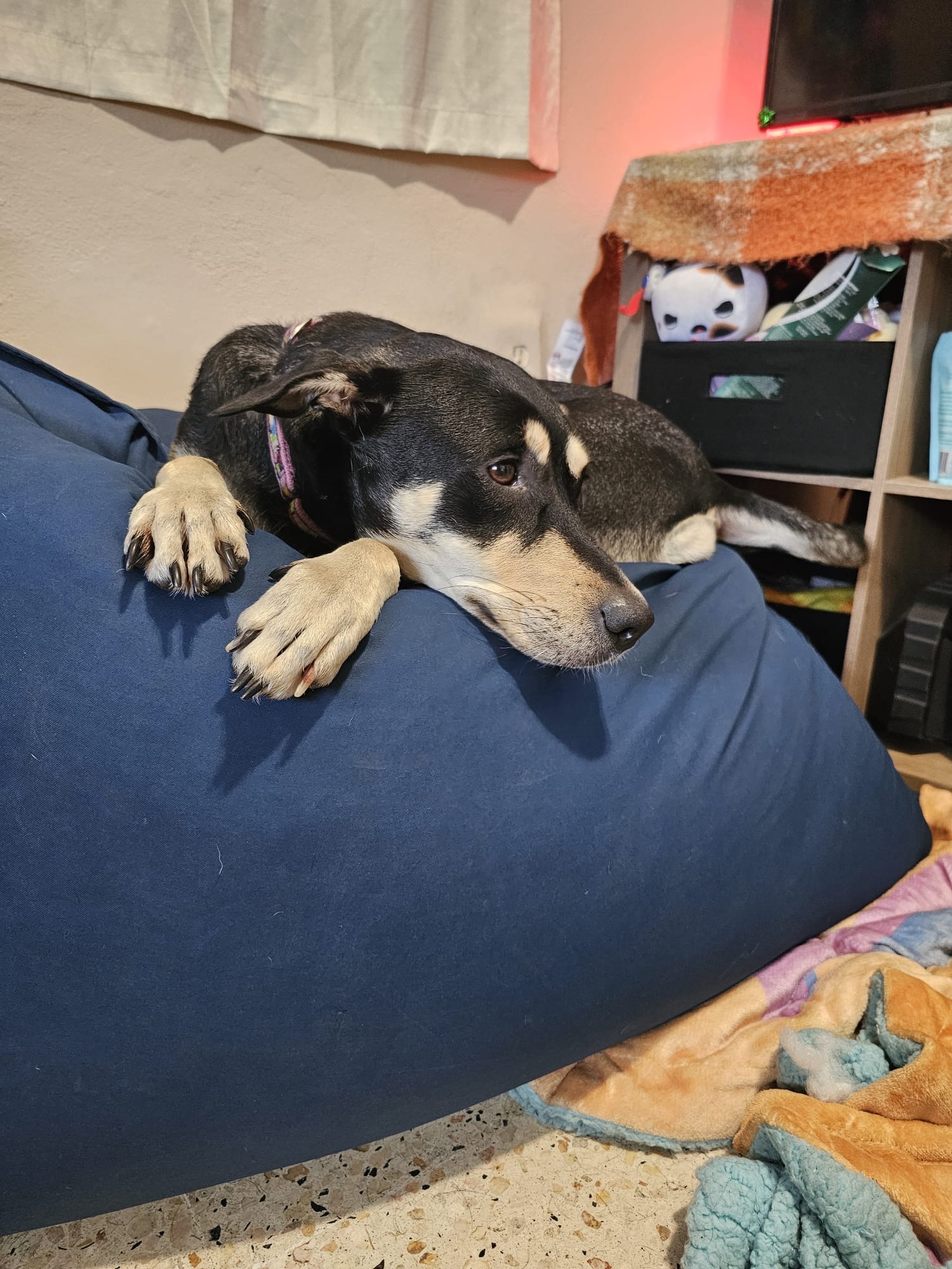 Enlarge SKY GIRL, a Adoptable mixed breed in Rincon, PR image 5/5