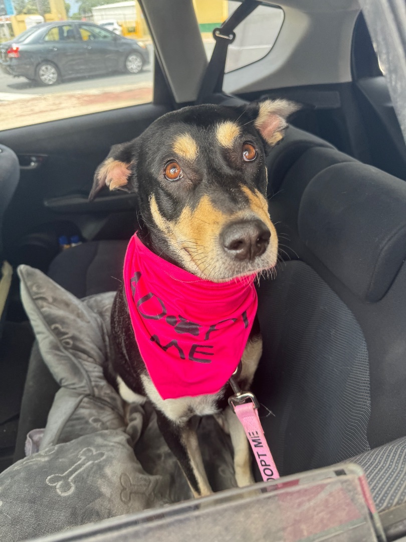 Enlarge SKY GIRL, a Adoptable mixed breed in Rincon, PR image 1/5