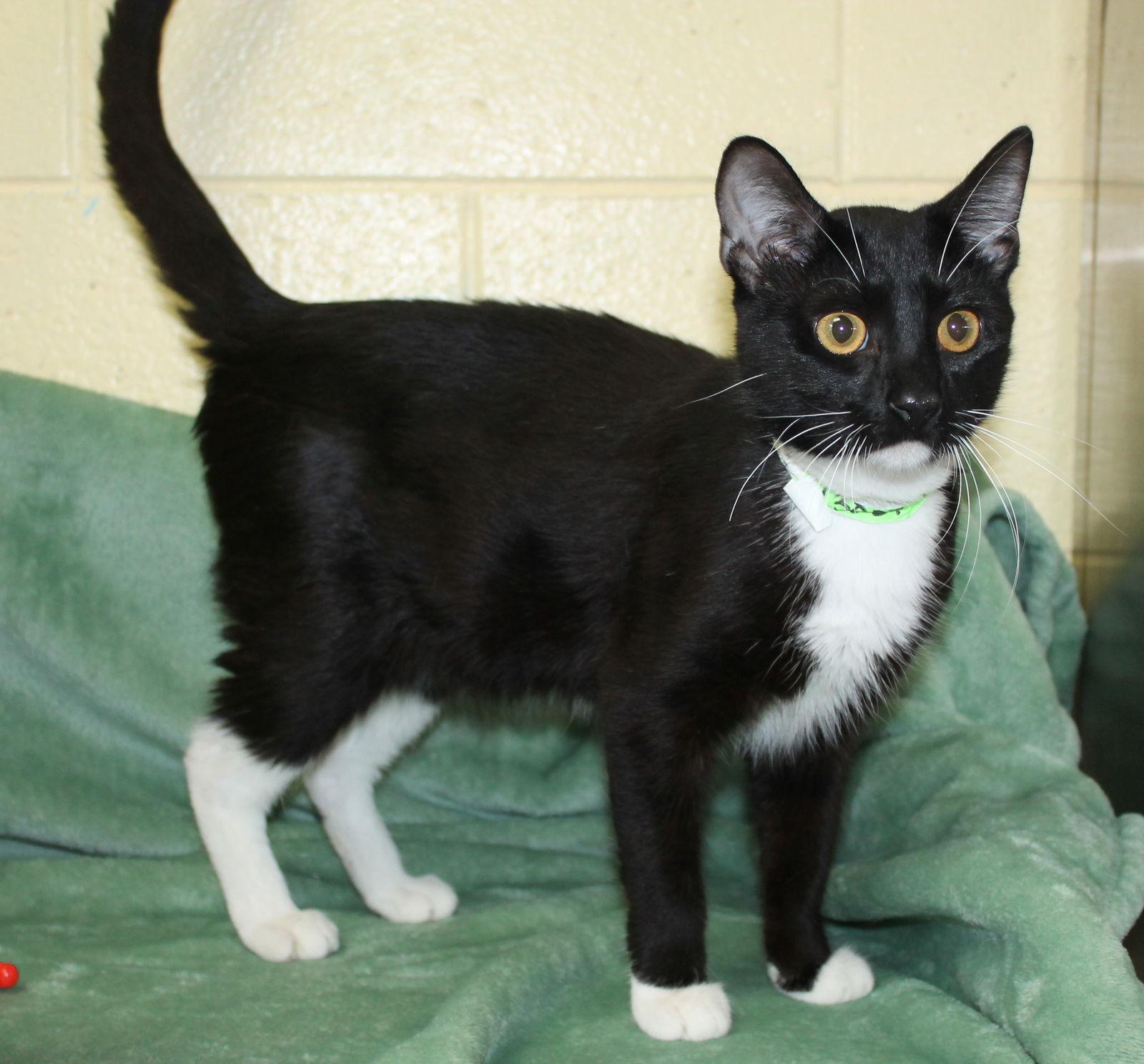 Klaus - 43027, Adopted, Young Male Domestic Short Hair.