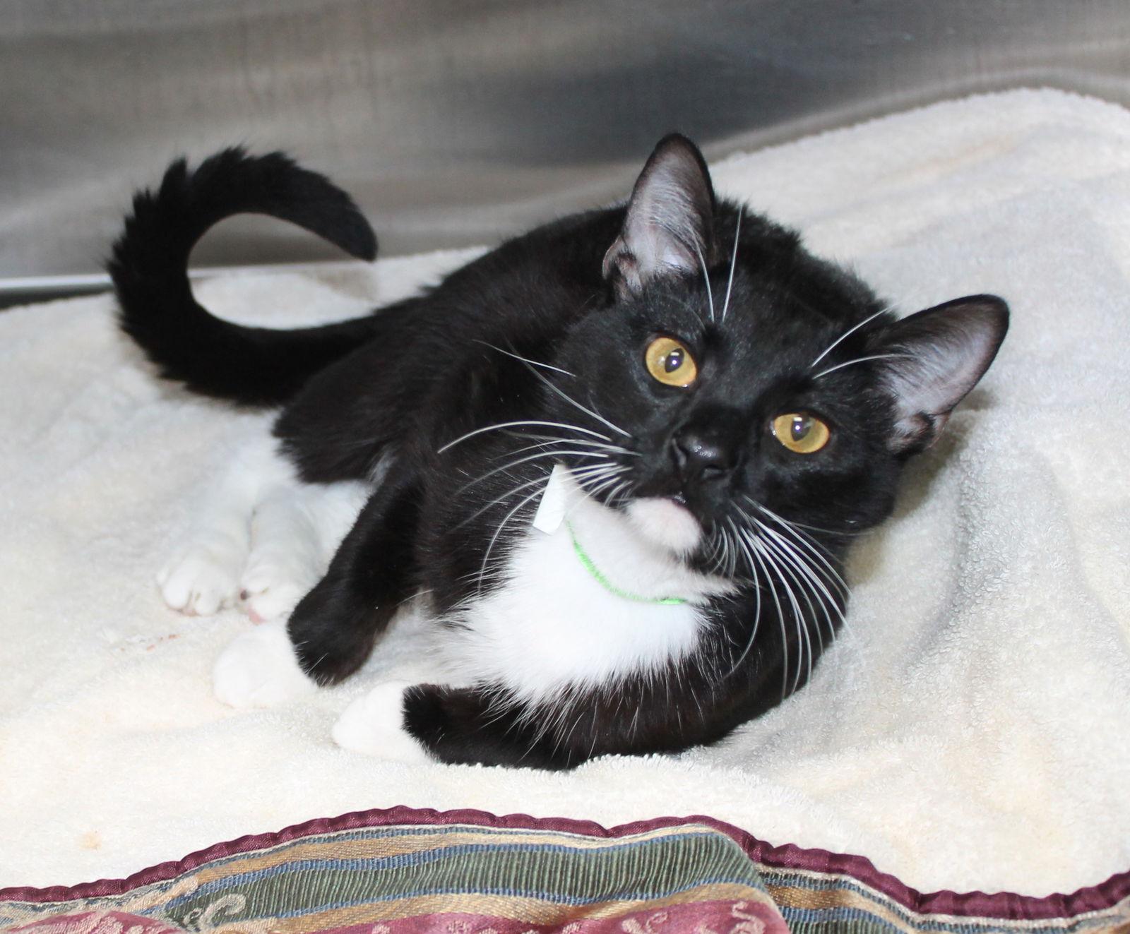 Enlarge Klaus - 43027, a Adopted Domestic Short Hair in Prattville, AL image 2/2