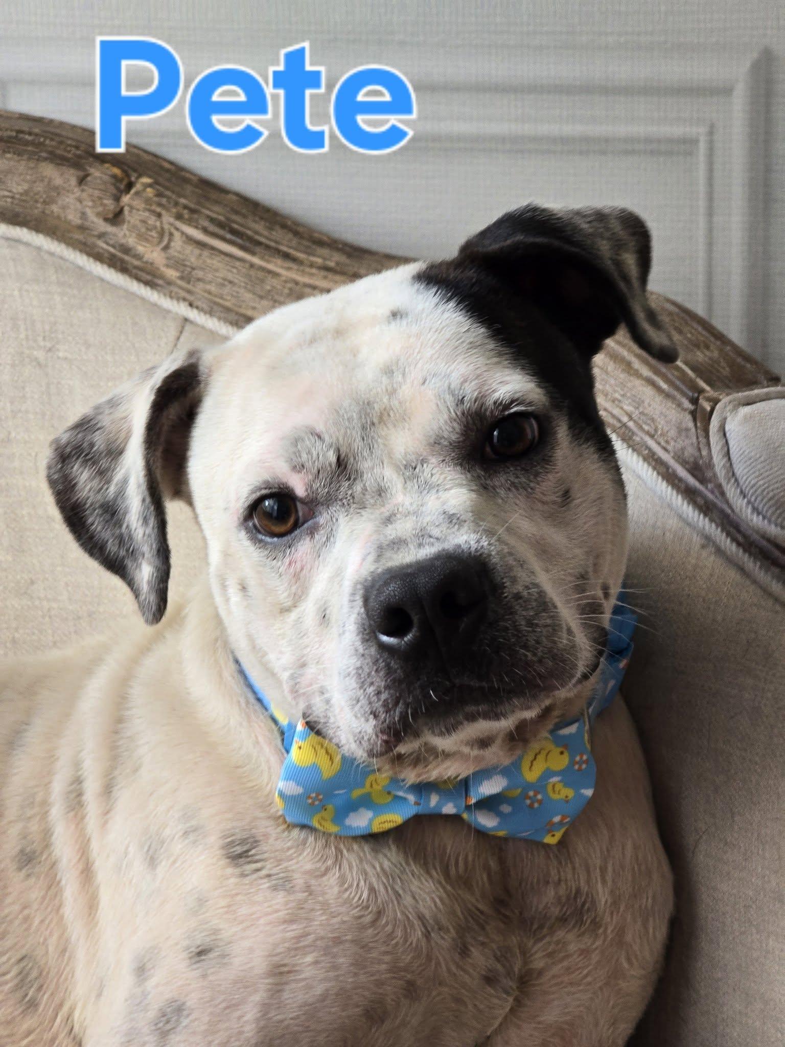 Enlarge Pete, a Adoptable mixed breed in Bolivar, TN image 2/2