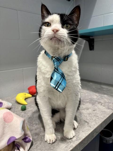 BRAD, Adoptable, Senior Male Domestic Short Hair & Domestic Short Hair.