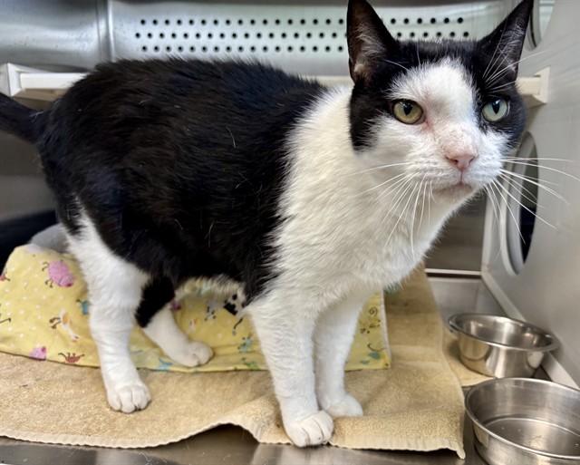 Enlarge BRAD, a Adoptable mixed breed in Kalamazoo, MI image 1/1