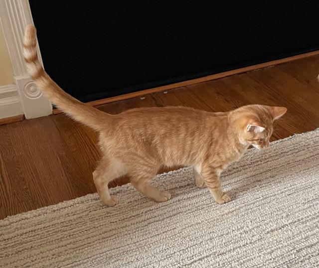 Enlarge Dobbie, an adopted Domestic Short Hair in Johnston, RI image 4/6