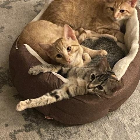 Enlarge Dobbie, an adopted Domestic Short Hair in Johnston, RI image 2/6