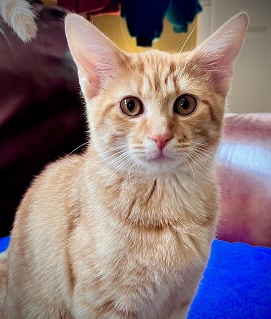 Enlarge Dobbie, an adopted Domestic Short Hair in Johnston, RI image 3/6