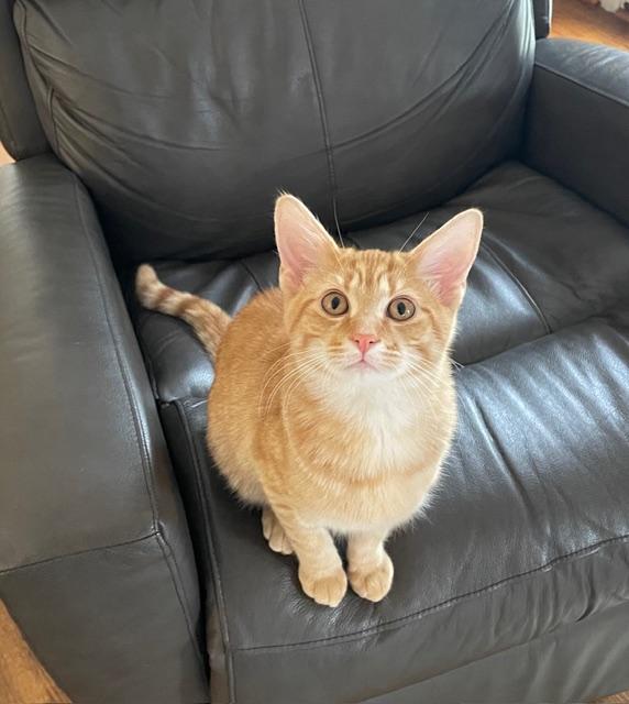 Dobbie, Adoptable, Kitten Male Domestic Short Hair.