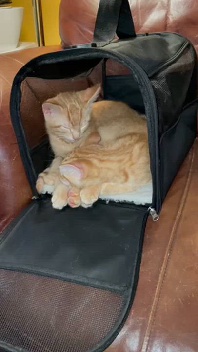 Enlarge Dobbie, an adopted Domestic Short Hair in Johnston, RI video 5/6