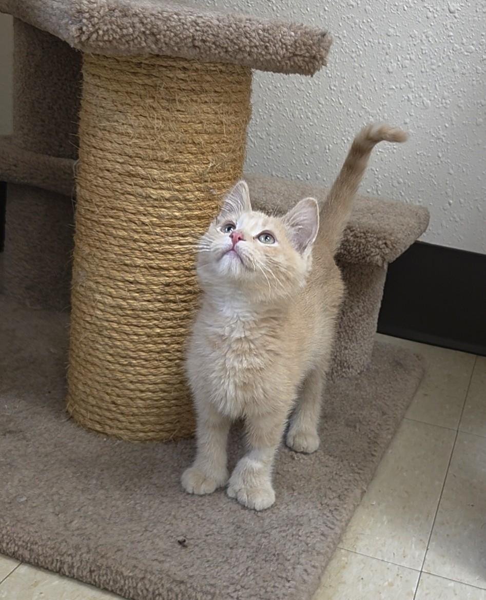 Mozzarella Stick, a ADOPTABLE Domestic Short Hair in Red Wing, MN image 3/4