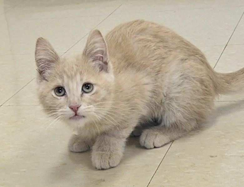 Mozzarella Stick, a ADOPTABLE Domestic Short Hair in Red Wing, MN image 4/4