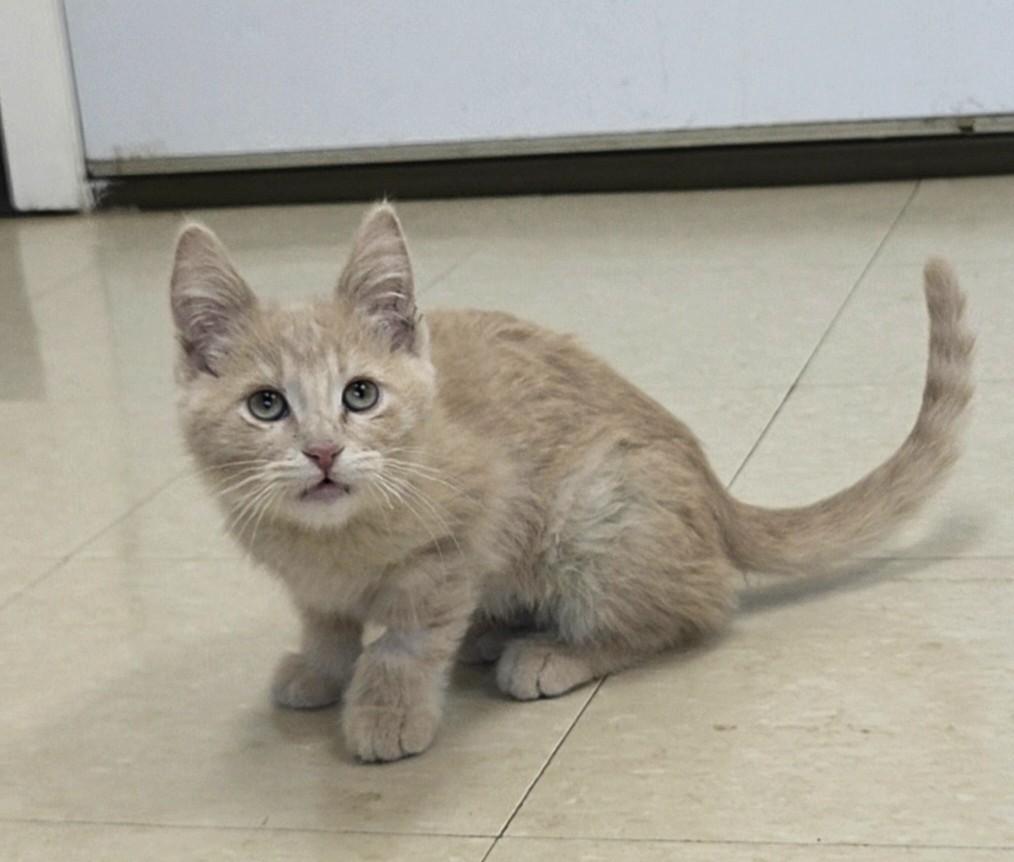Mozzarella Stick, a ADOPTABLE Domestic Short Hair in Red Wing, MN image 2/4