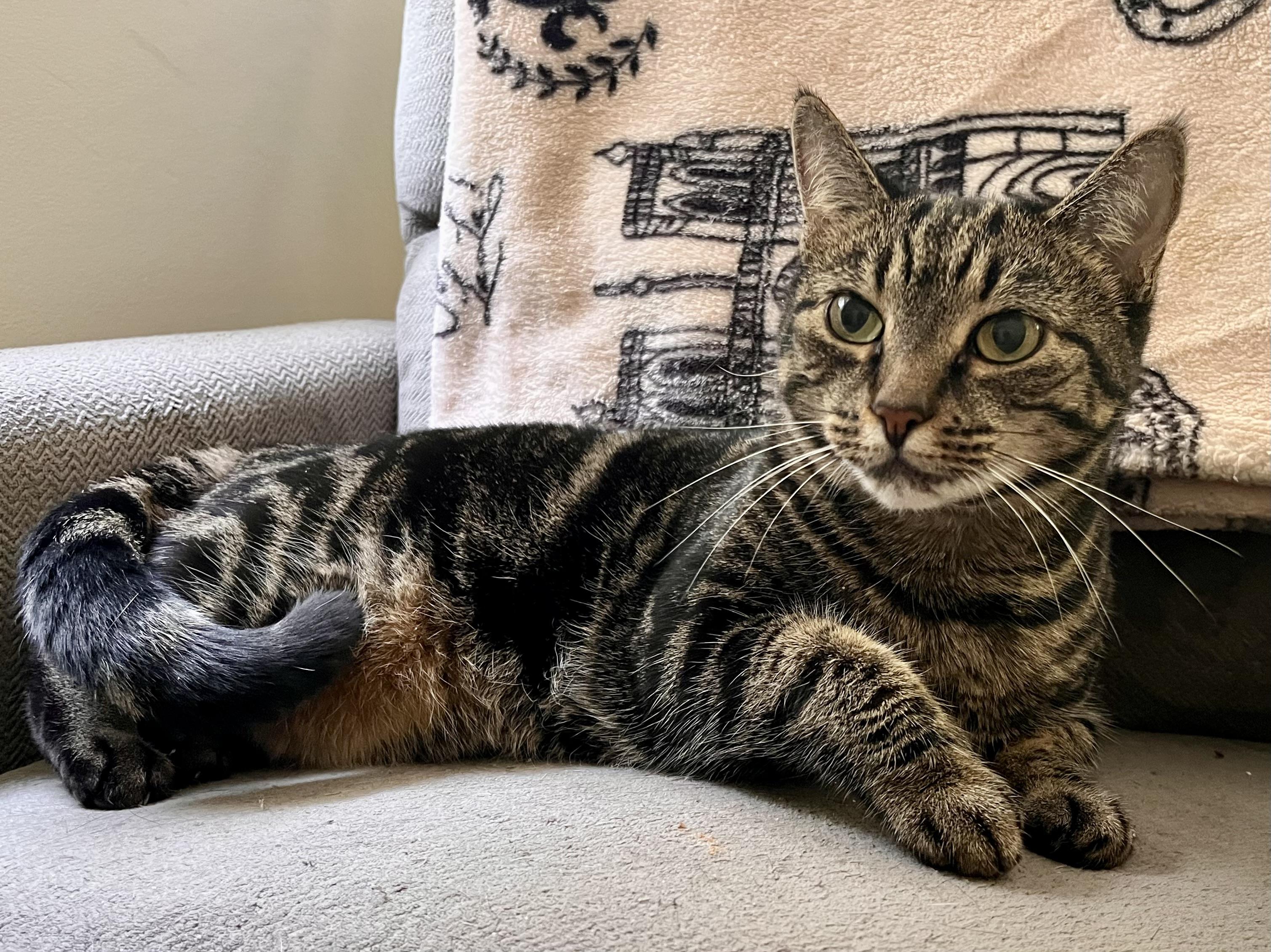 Cookie, a Adoptable Domestic Short Hair in Rocky Hill, CT image 1/6