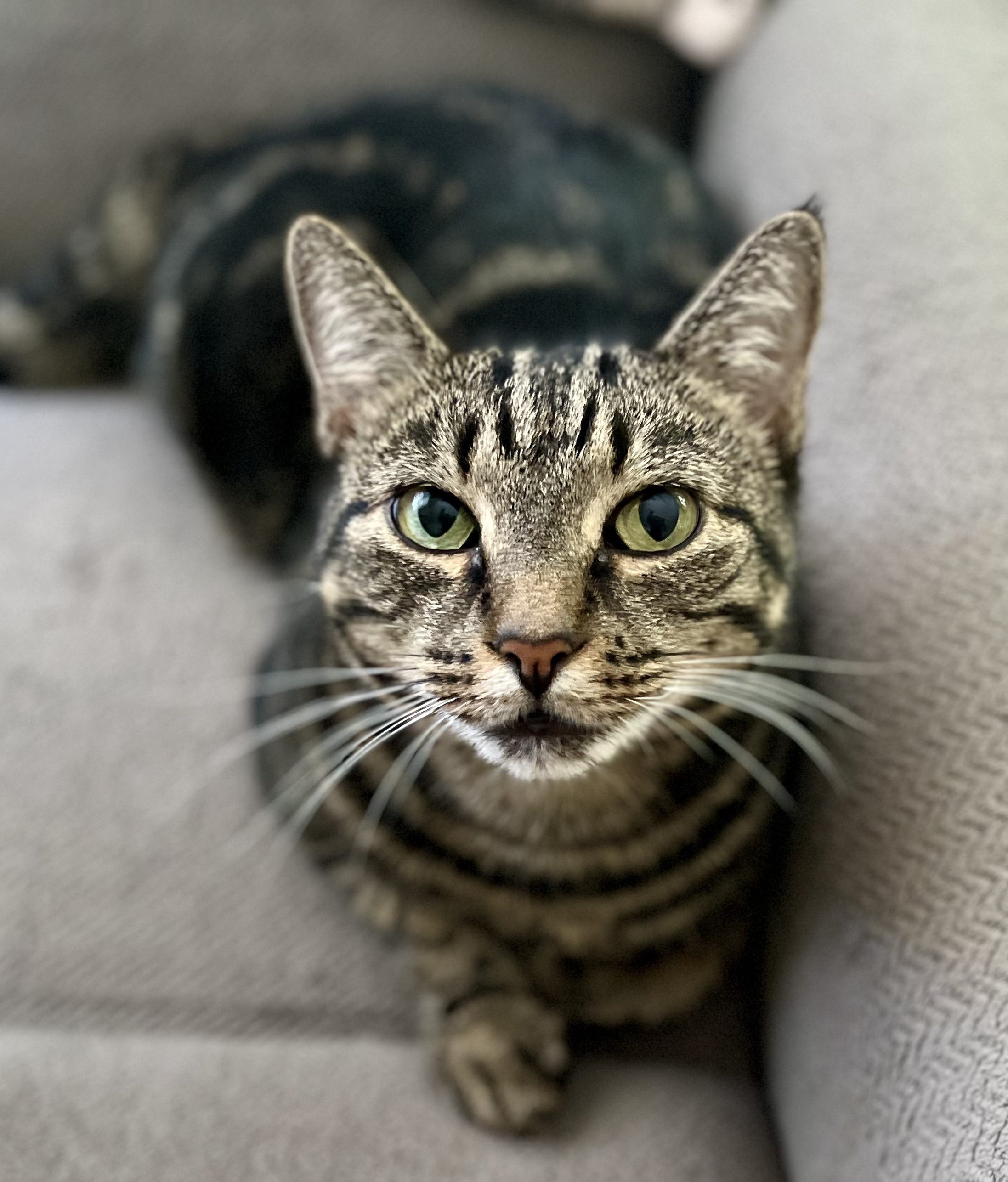 Cookie, a Adoptable Domestic Short Hair in Rocky Hill, CT image 2/6