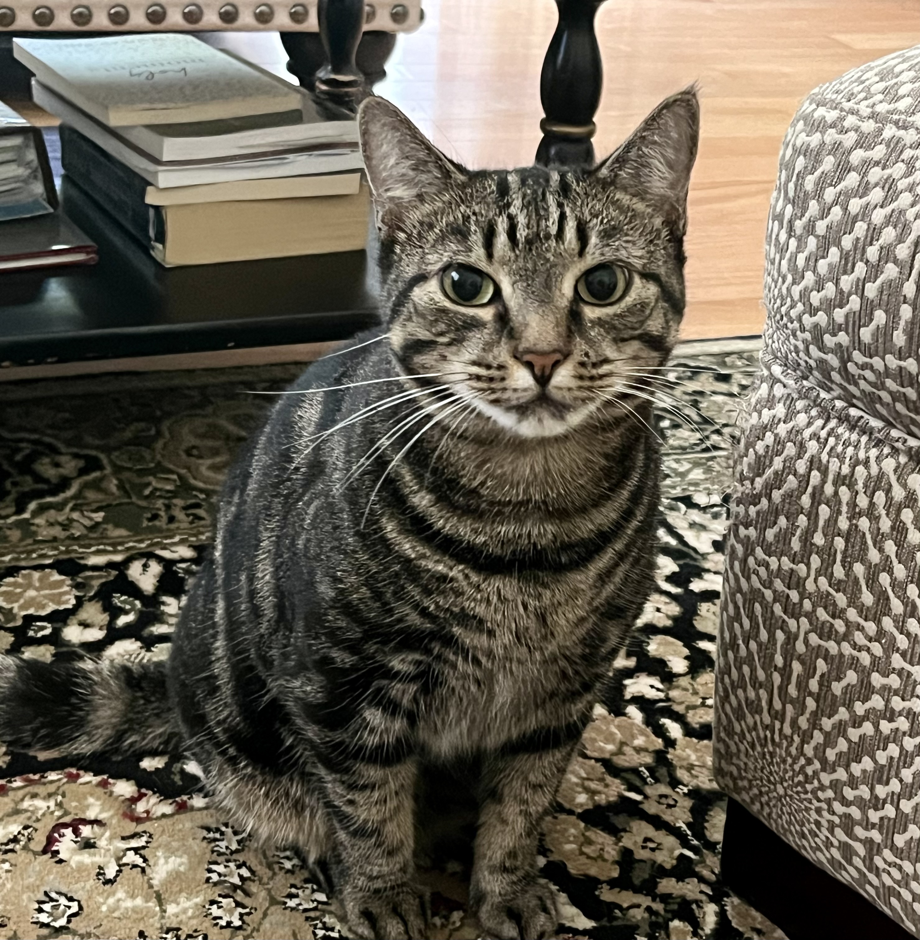 Cookie, a Adoptable Domestic Short Hair in Rocky Hill, CT image 4/6