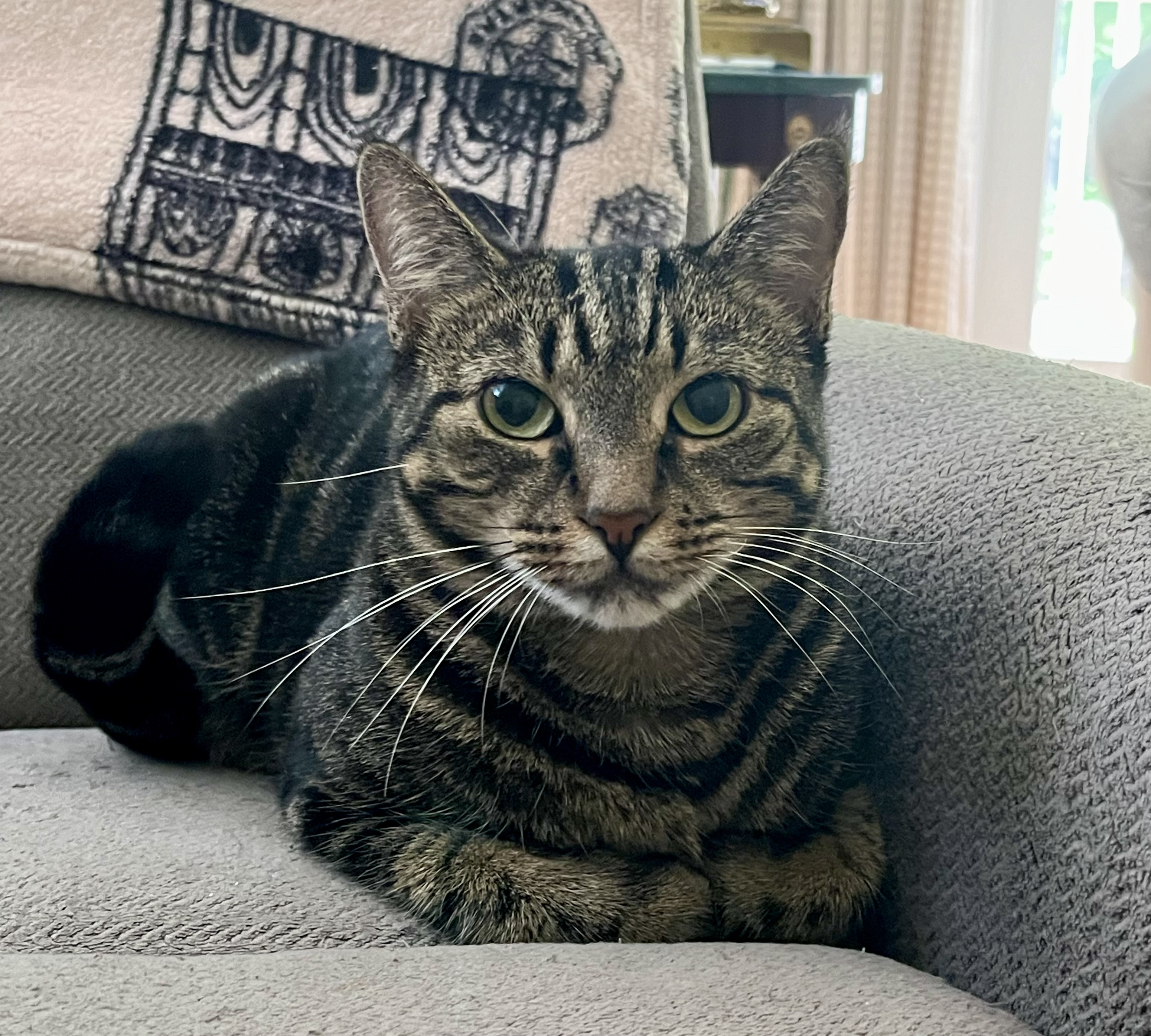 Cookie, a Adoptable Domestic Short Hair in Rocky Hill, CT image 5/6