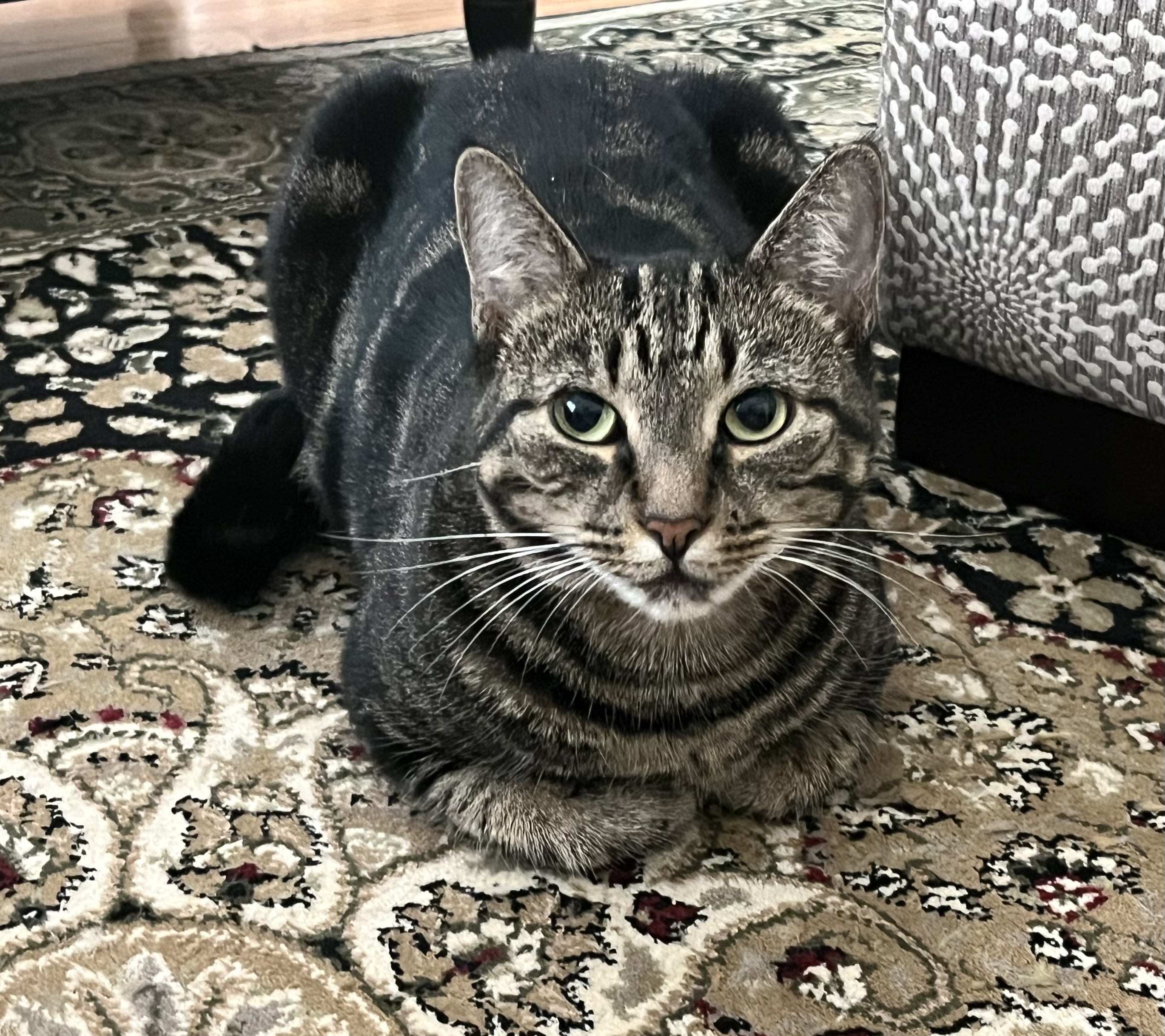 Cookie, a Adoptable Domestic Short Hair in Rocky Hill, CT image 6/6