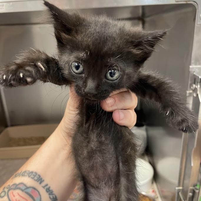 Enlarge Everest, a Adoptable Domestic Short Hair in Port Charlotte, FL image 1/2