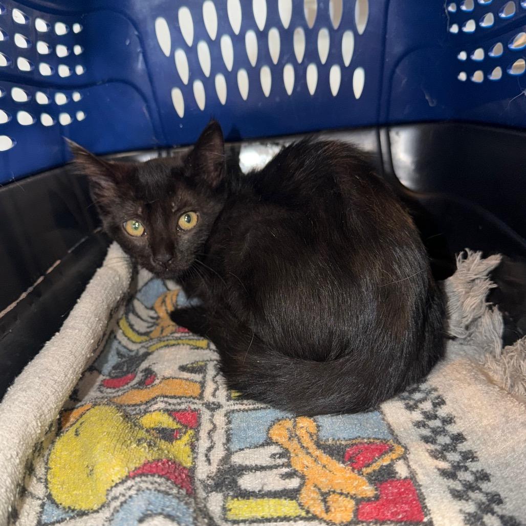 Enlarge Everest, a Adoptable Domestic Short Hair in Port Charlotte, FL image 2/2