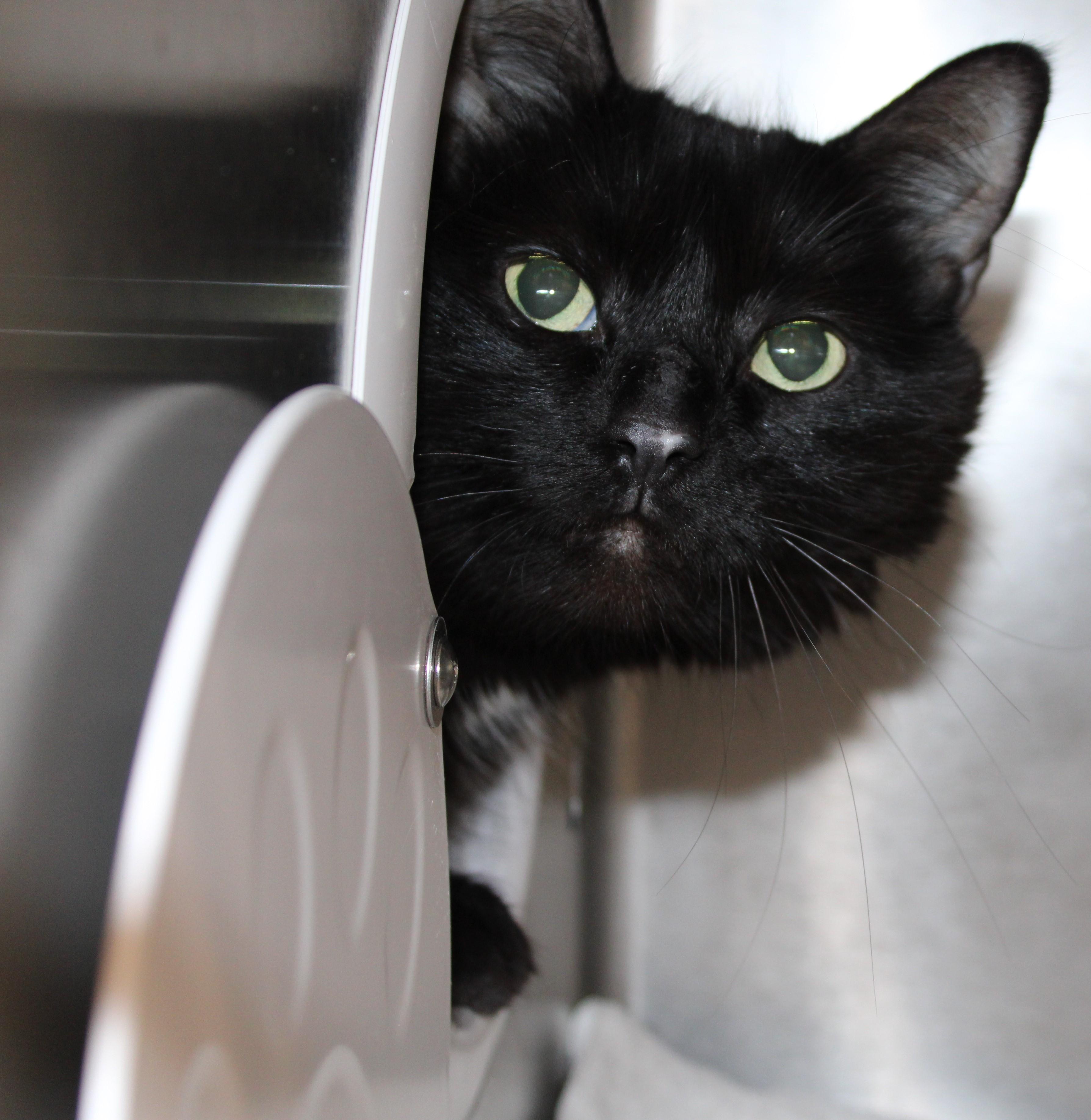 Enlarge Ava, an adoptable Domestic Short Hair in Mississauga, ON image 6/6