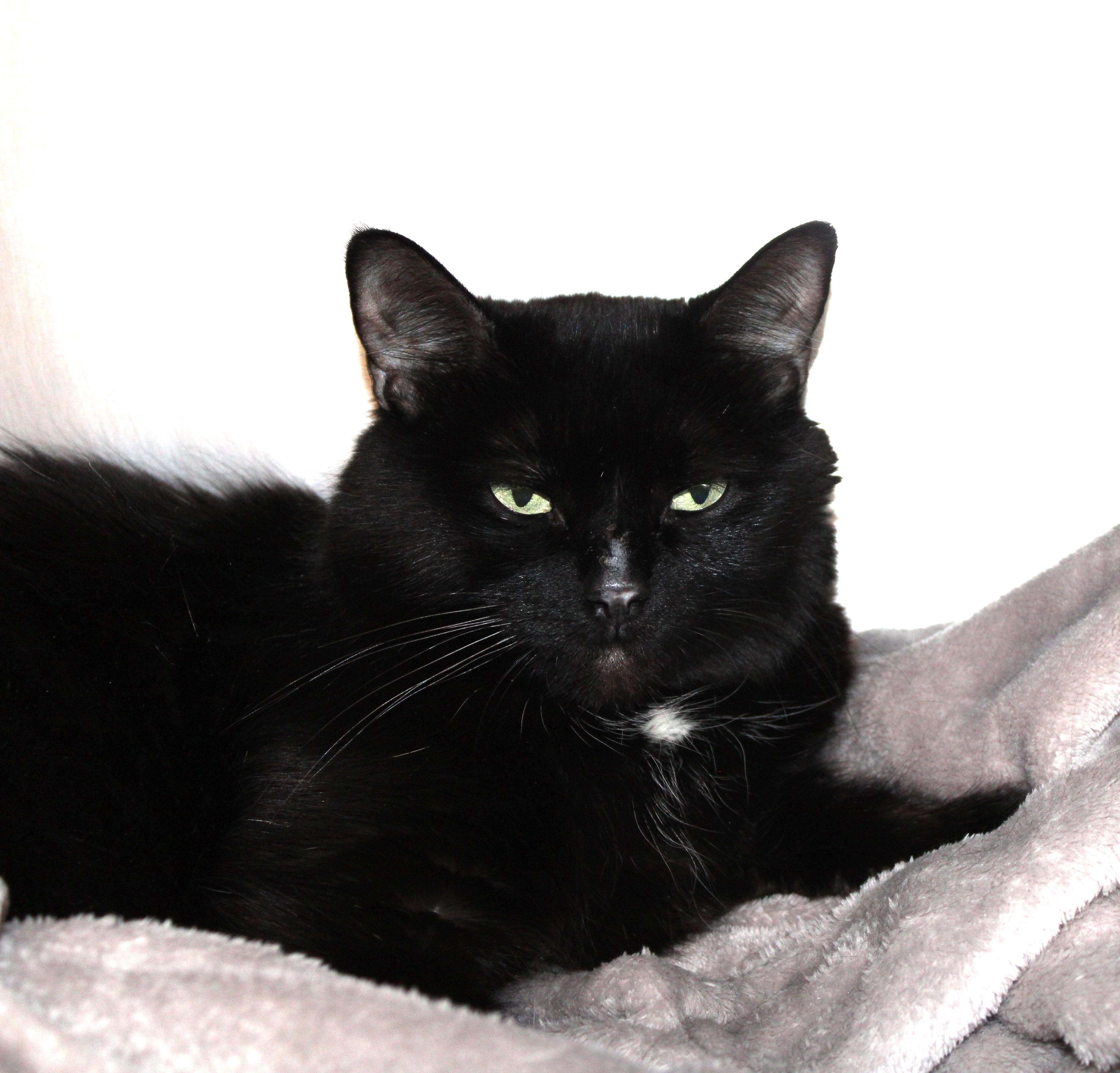 Enlarge Ava, an adoptable Domestic Short Hair in Mississauga, ON image 4/6