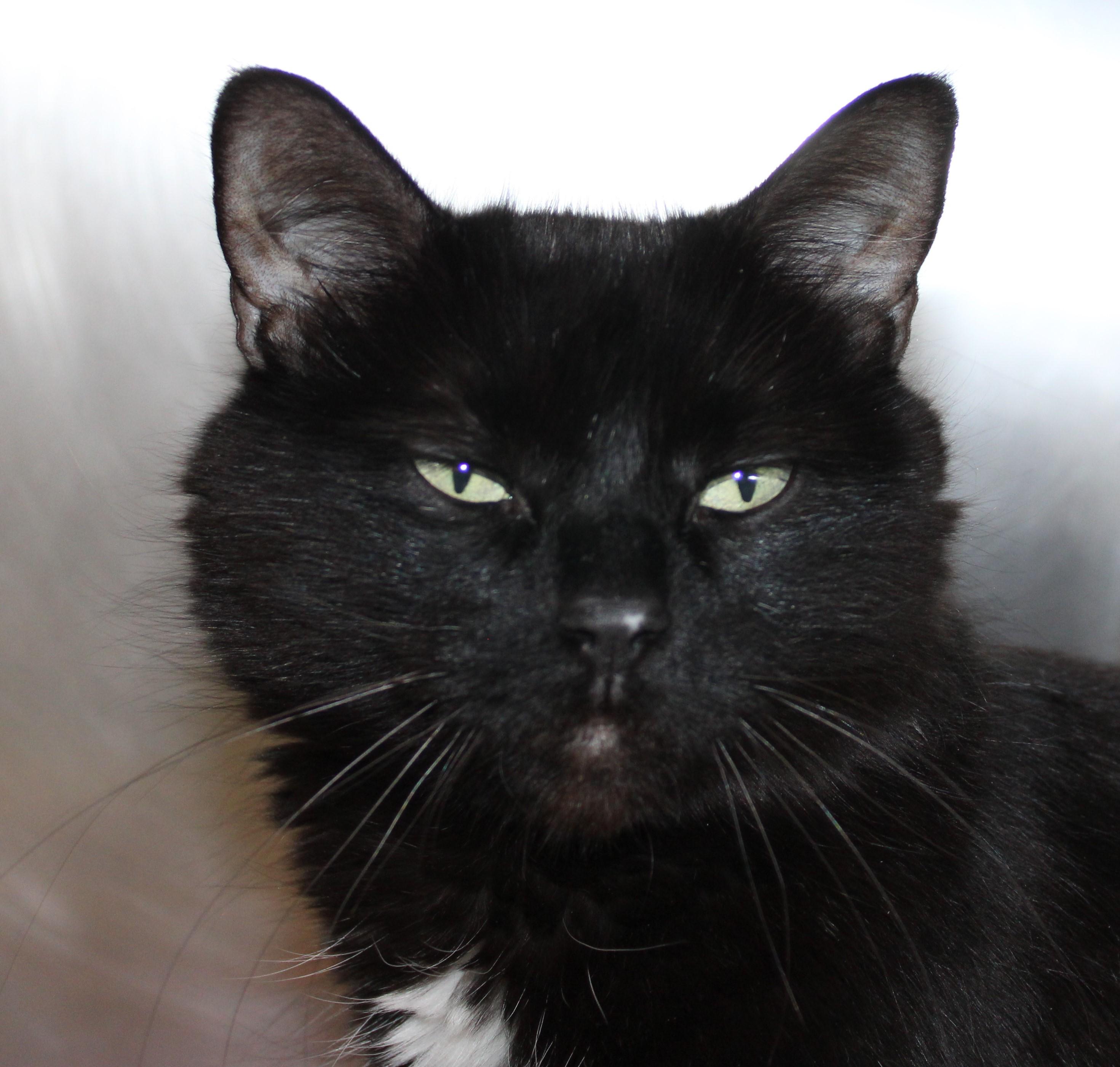 Ava, adoptable, Adult Female Domestic Short Hair.