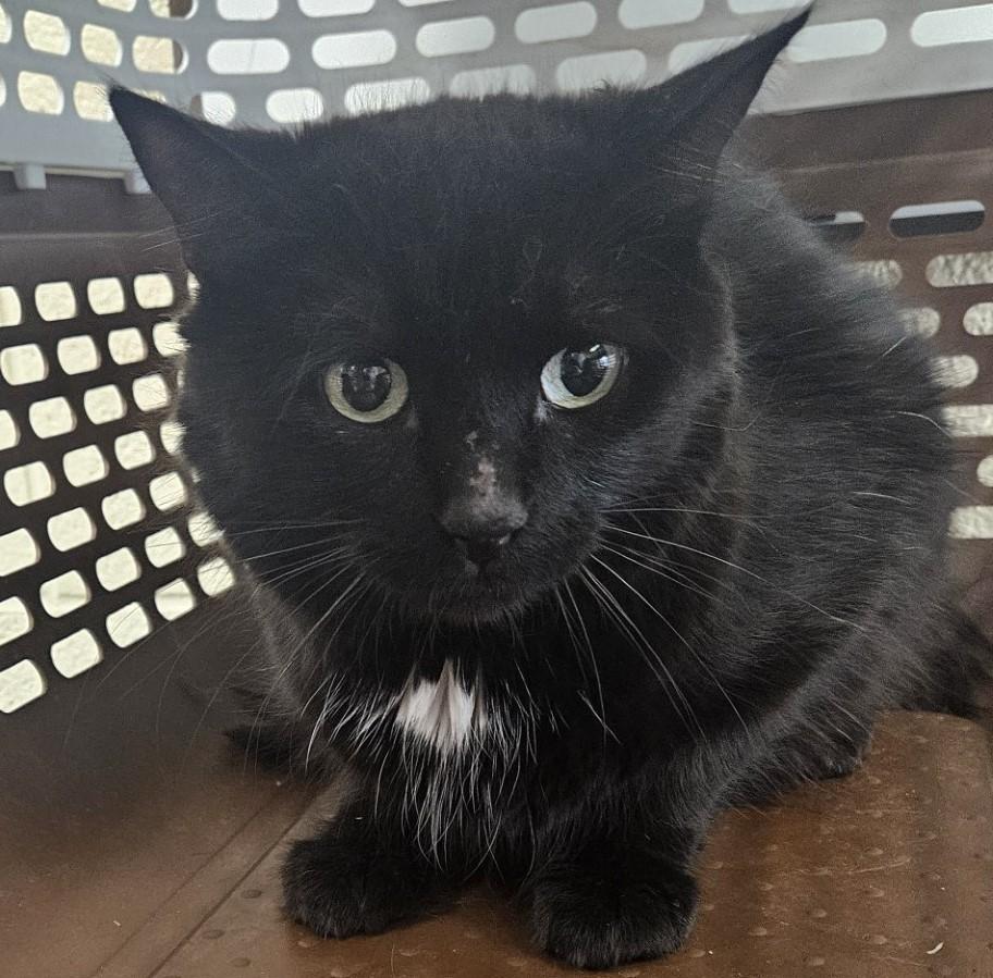 Enlarge Ava, an adoptable Domestic Short Hair in Mississauga, ON image 5/6