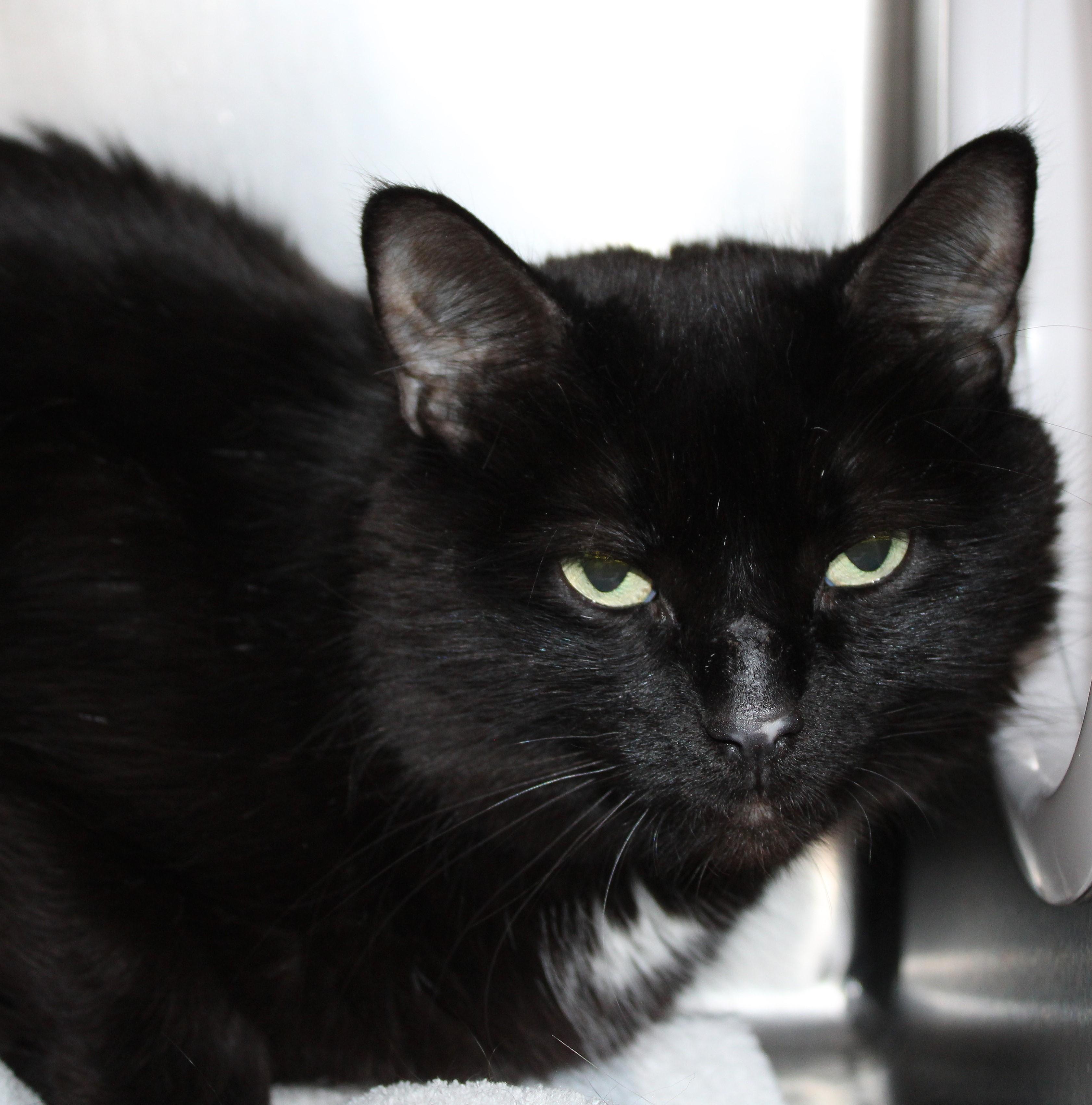 Enlarge Ava, an adoptable Domestic Short Hair in Mississauga, ON image 3/6