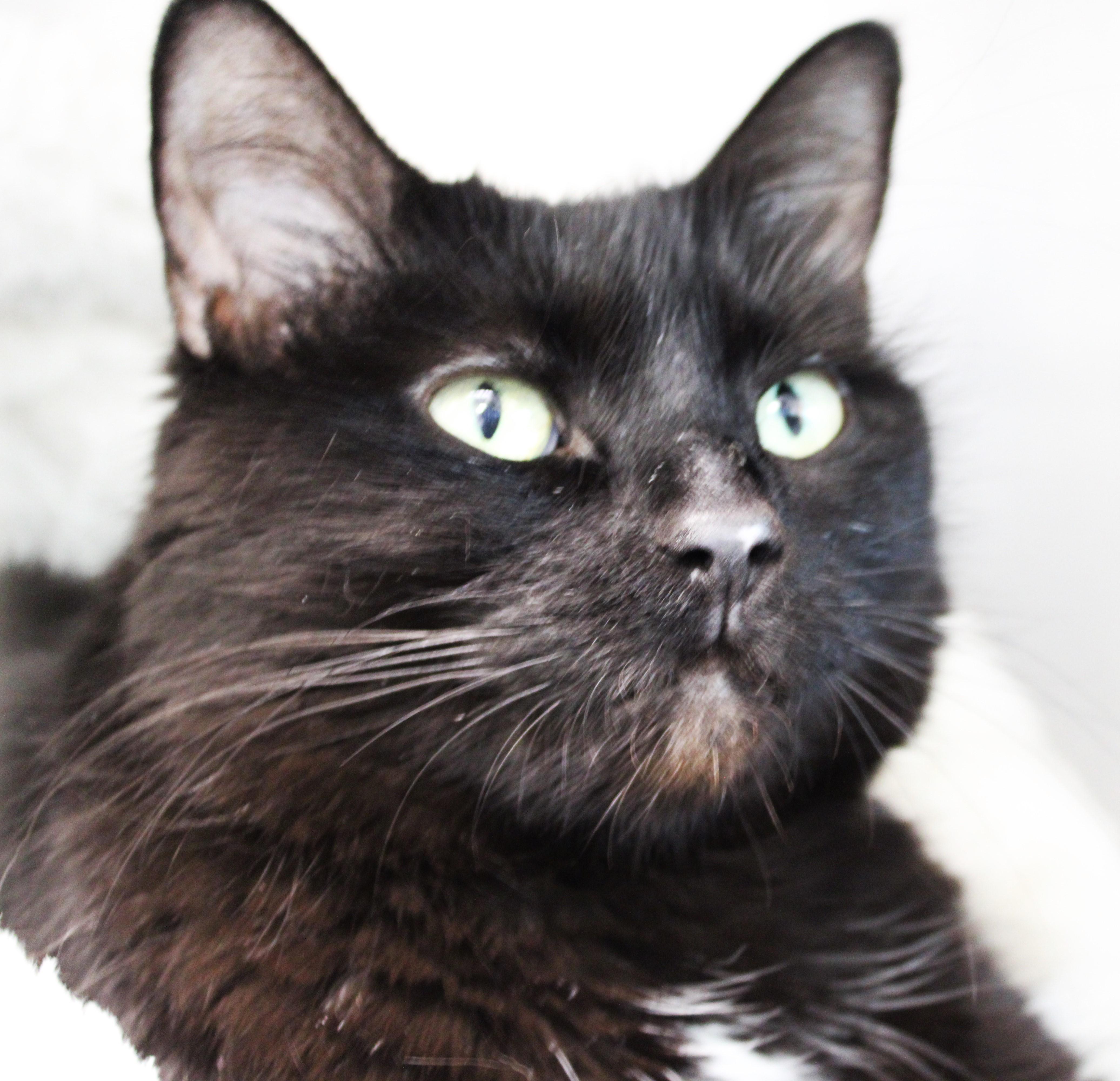 Enlarge Ava, an adoptable Domestic Short Hair in Mississauga, ON image 2/6