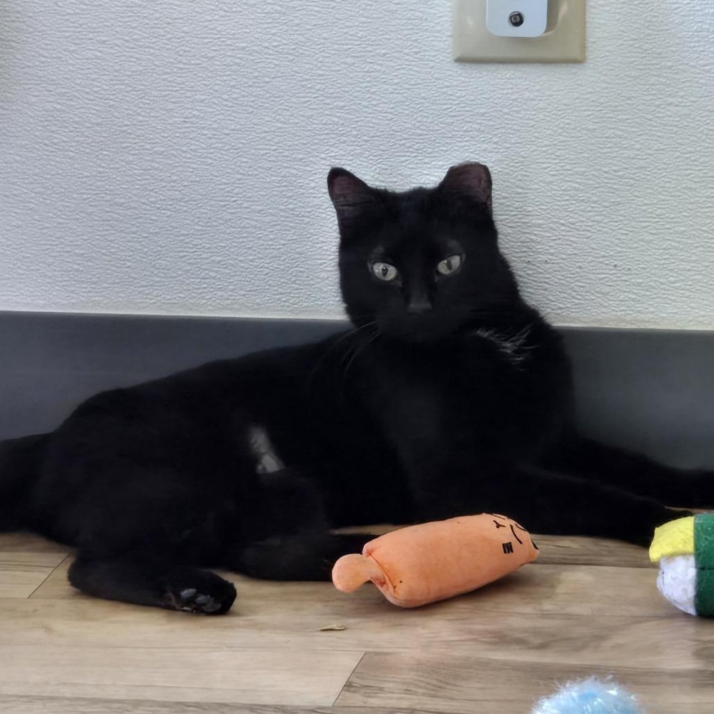 Maisie, Adoptable, Adult Female Domestic Short Hair.